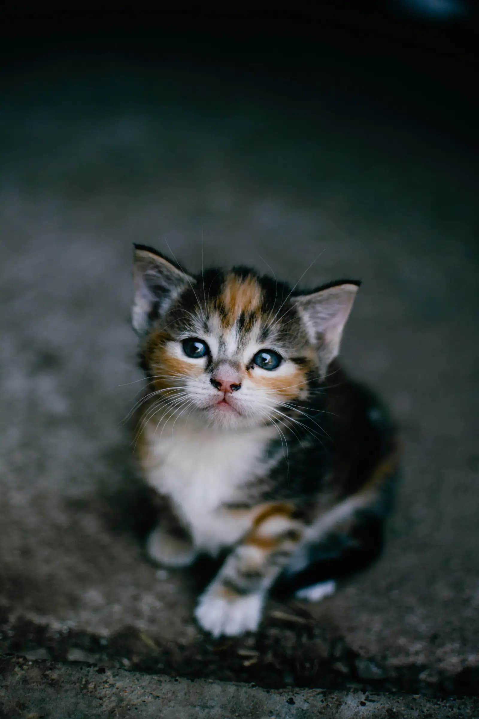 Kitten kopen via Marktplaats: waar let je op?