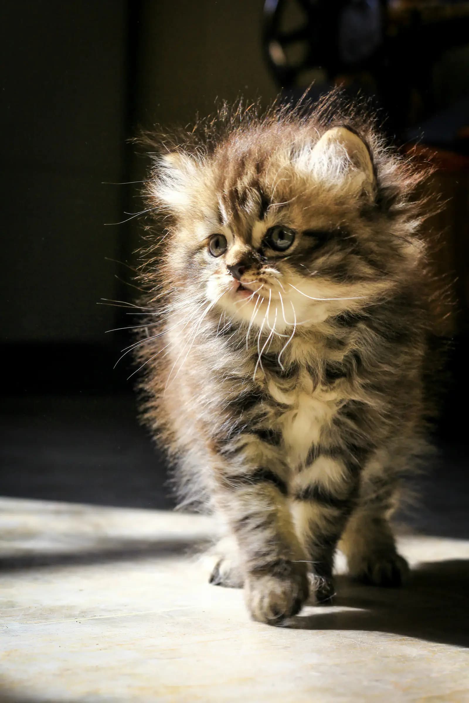 Wanneer mag een kitten weg?