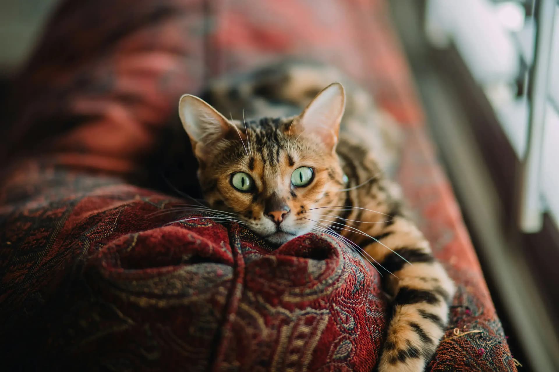 Bengaalse kitten verzorgen: wat je moet weten