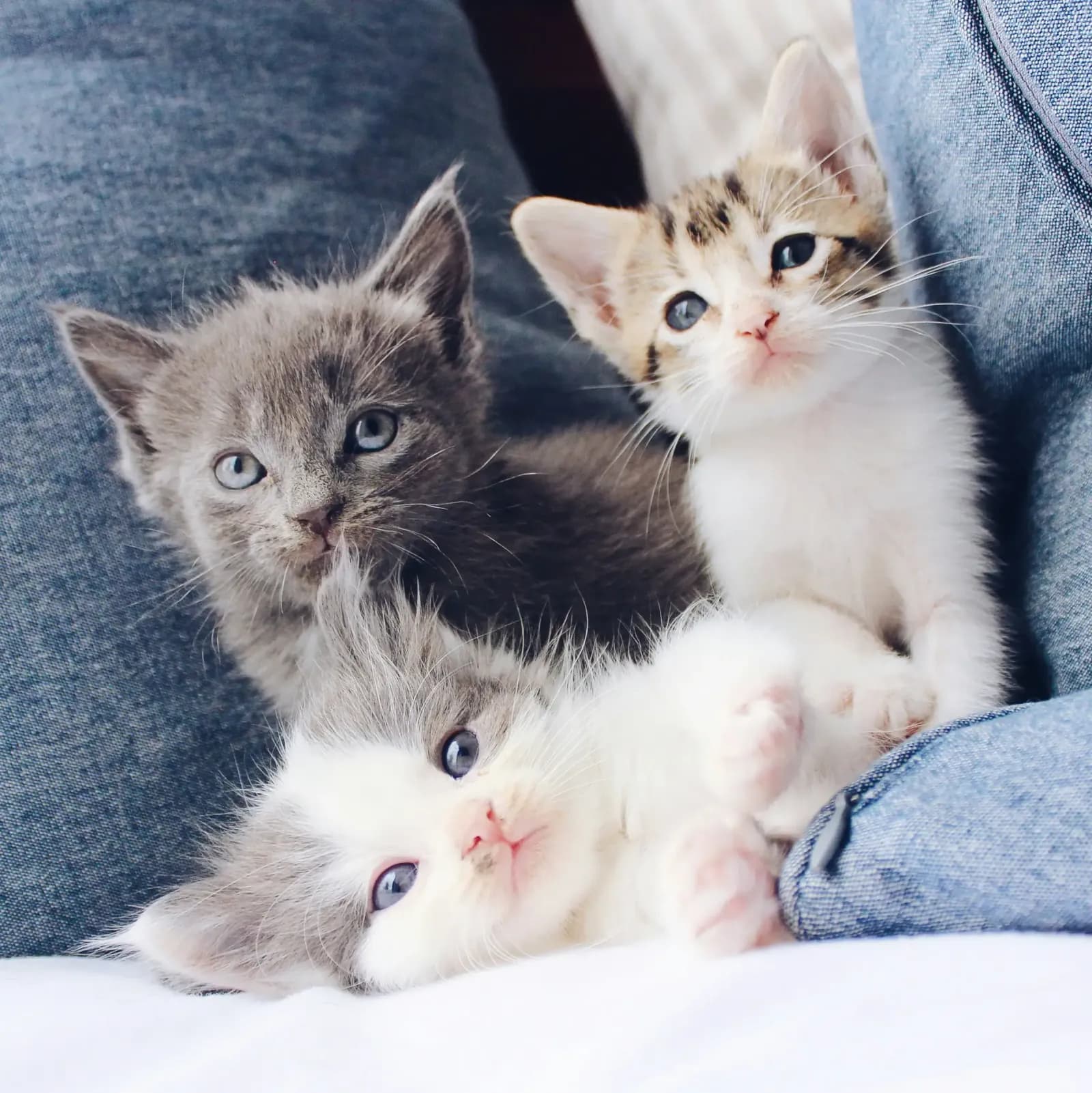 Maine Coon vs Noorse Boskat: verschillen