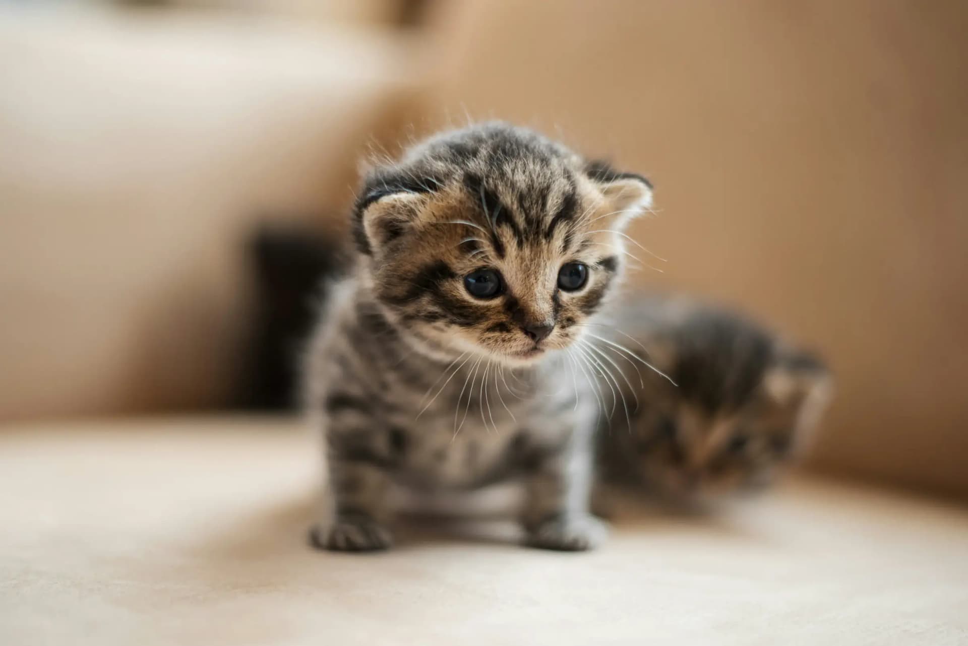 Broodfokker bij kittens herkennen: rode vlaggen
