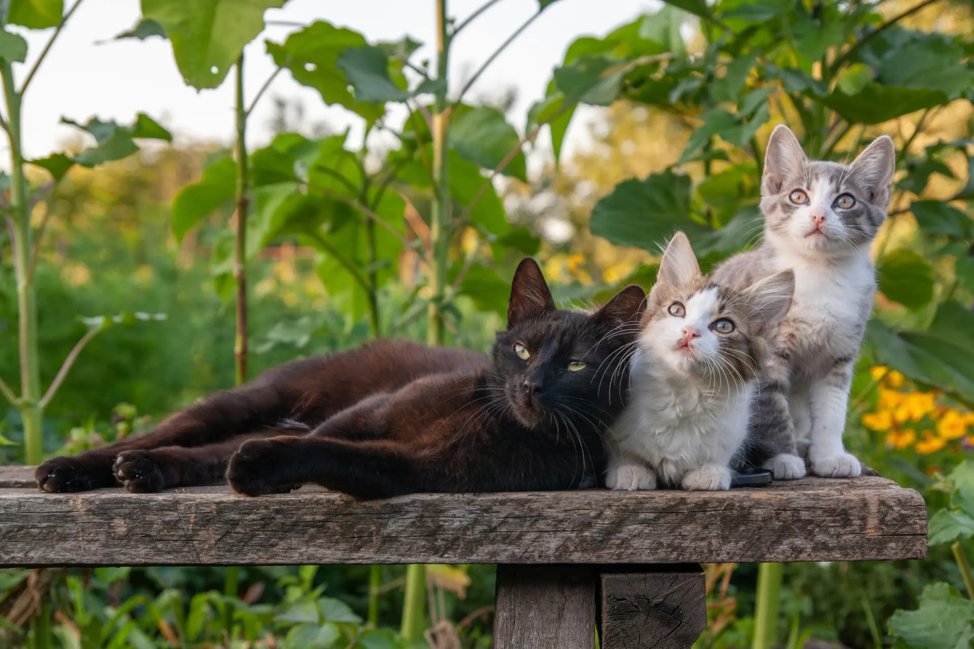 Kitten in een mandje