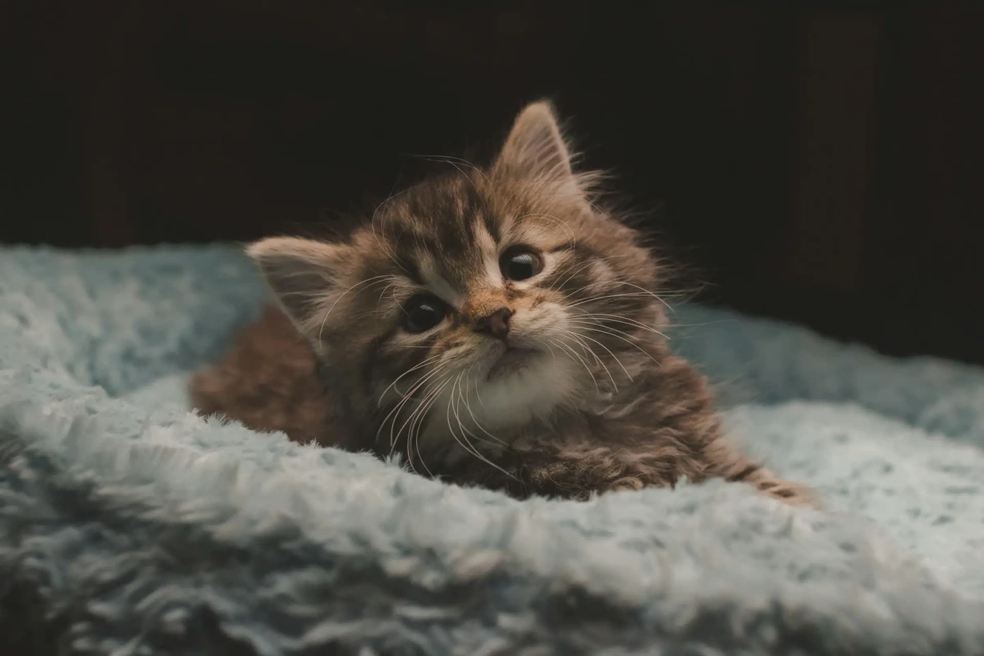Jonge kitten in een mandje