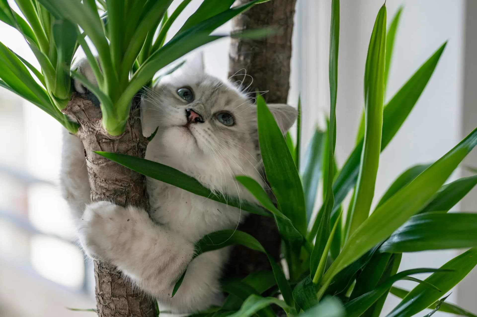 Kattenweetjes: 25 feiten over katten en kittens