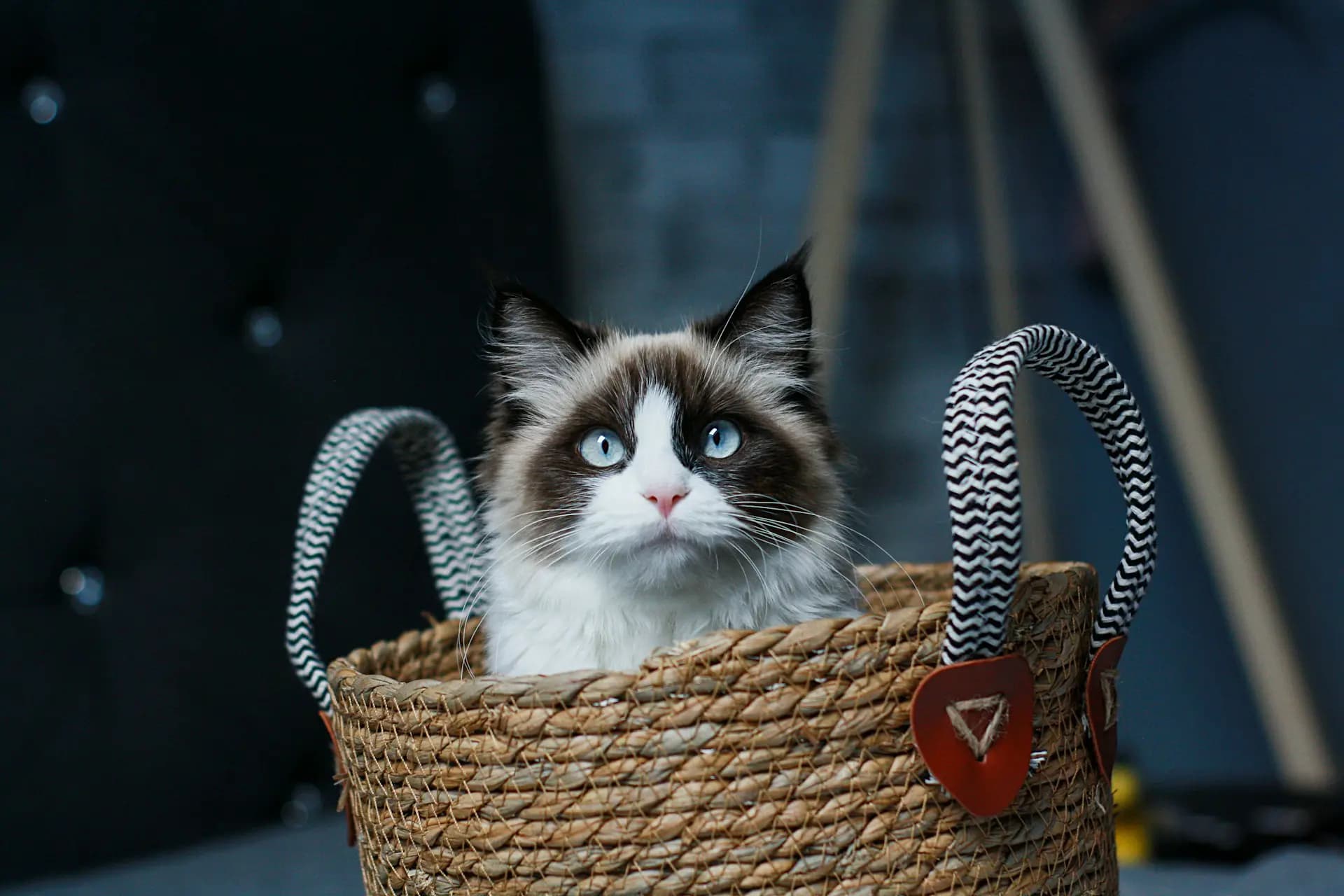 Dekkaters kunnen nu worden aangeboden op KittenPlein