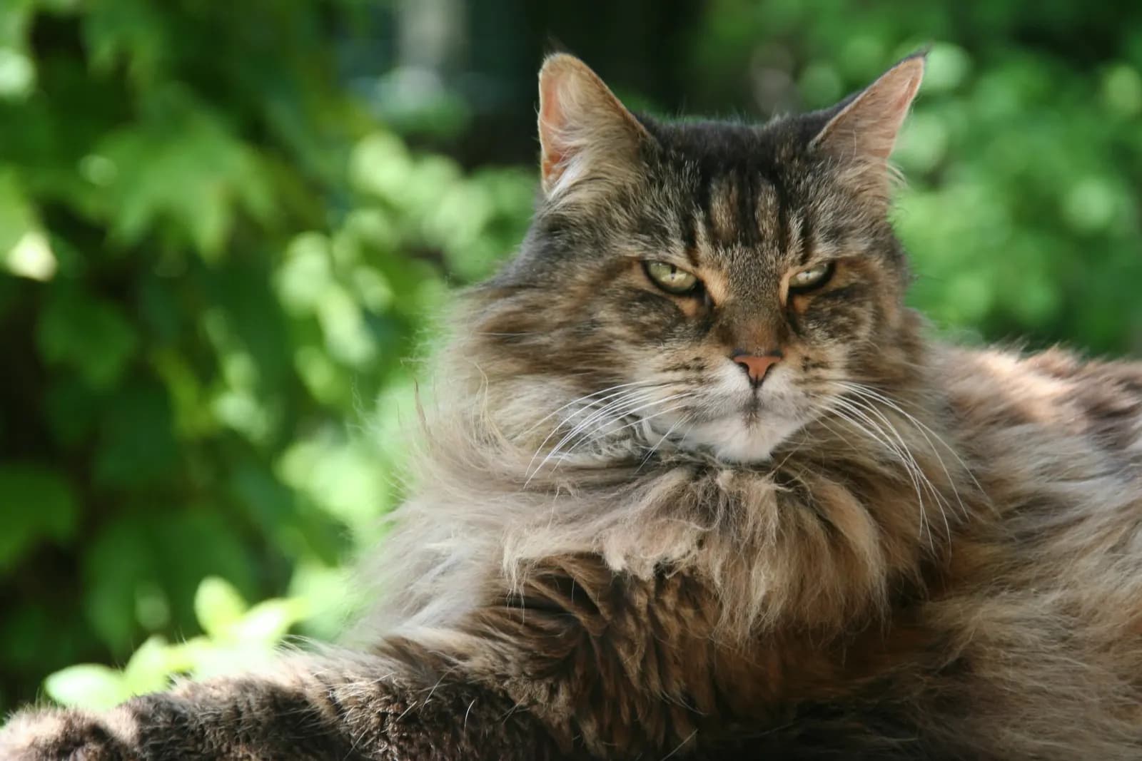 Maine Coon kitten kopen: gezondheid