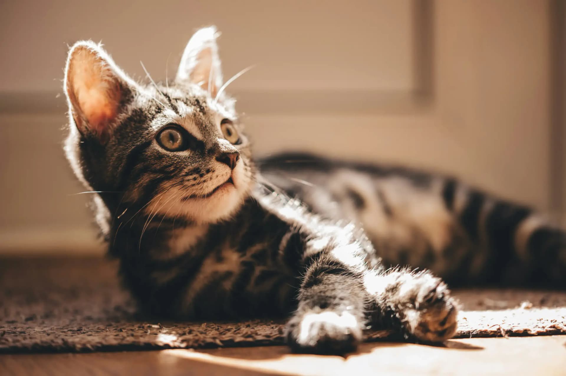 Waarom vroege socialisatie bij kittens zo belangrijk is