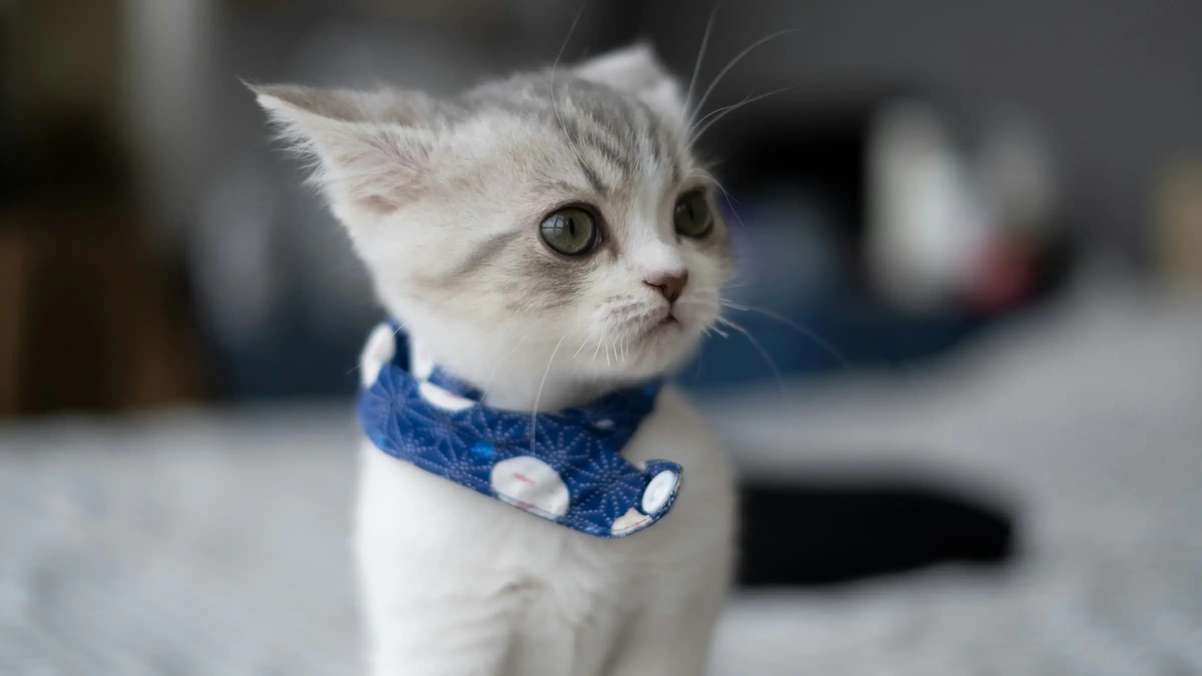 Kitten zindelijk maken: kattenbaktraining zonder stress